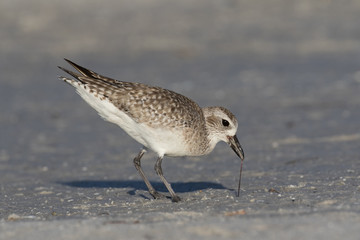 Grey plover finding a meal along the lagoon shore