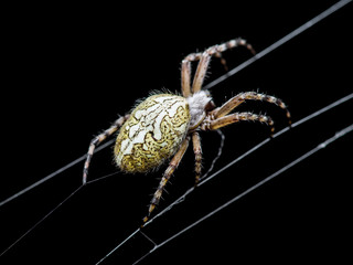 Spider Web Trap on Dark Background