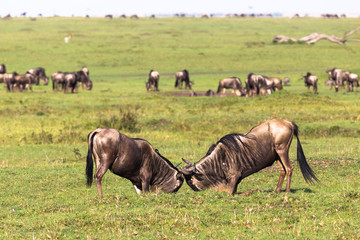 Naklejka na ściany i meble Duel of two wildebeest male. Savanna of Masai Mara. Kenya, Africa