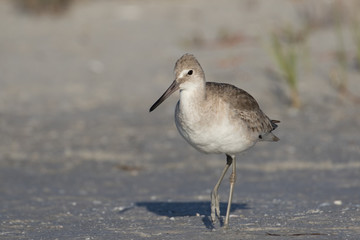 Willet wading at the edge of the lagoon