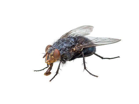 Ugly Diptera Fly Insect Isolated on White Background