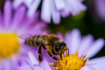 Bee on the purple diasy