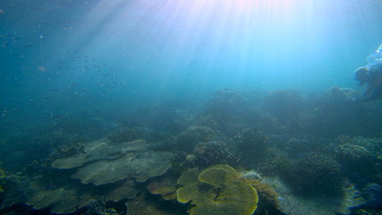Fototapeta na wymiar Coral reef, Raja Ampat, West Papua, Indonesia