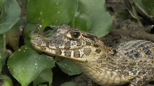 Yacare Caiman, juvenile, on river bank between water hyacinth, Pantanal, Brazil. Pan shot