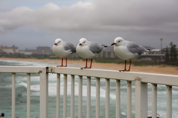 Seagulls standing on the fence while the background is blurry factory