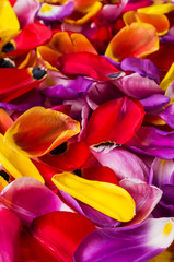 Obraz na płótnie Canvas Background of petals tulips