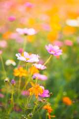 Cosmos flower