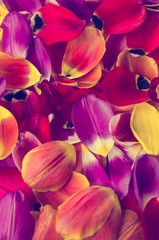 Background of  petals tulips