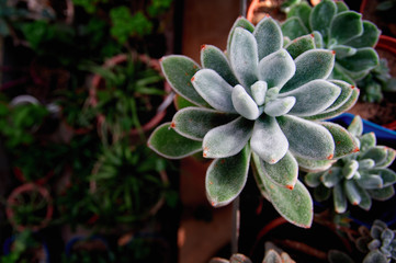 Beautiful succulent plant in the morning sun.  Juicy thick green leaves Echeveria with villi. Top view. Dark background. Copyspace