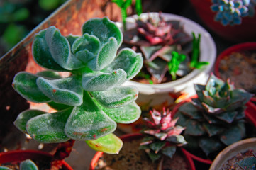 Beautiful succulent plant in the gentle spring morning sunlight.  Juicy thick green leaves Echeveria with villi.