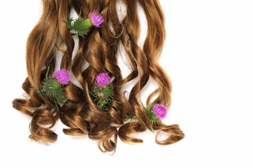 plant burdock (Arctium lappa) in brown curls on a white background. Burdock Natural Cosmetics for Hair	. Burdock oil for Hair.Organic Natural Cosmetics
