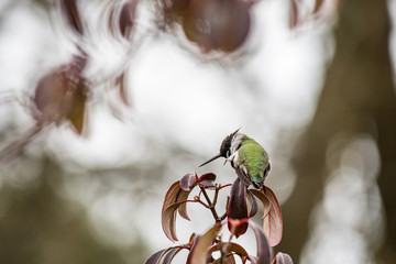 hummingbird resting on top of the tree with blur background