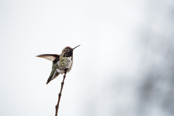 tiny anne's humming bird shaking its wings on the tip of a thin twig with bright background