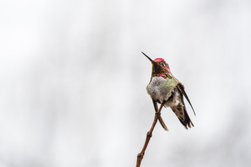 hummingbird with pink head feather on a branch with clear background