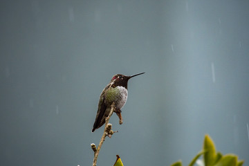 hummingbird resting on the branch under the rain