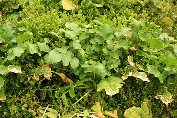 Fototapeta premium Beautiful Scenery of Jeju Island / Scenery Picture of Jeju Island, Korea