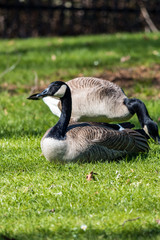 two Canada geese resting on the grass under the sun