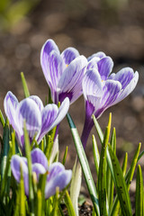 light purple crocus flowers blossom under the sun