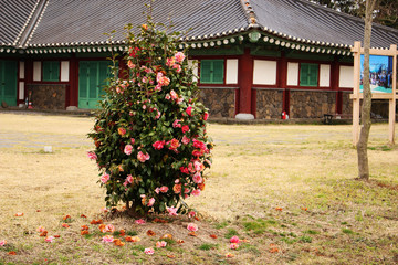 Obraz premium Beautiful Scenery of Jeju Island / Scenery Picture of Jeju Island, Korea