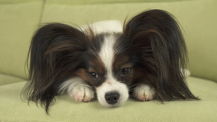 Dog Papillon lies on couch on his paws and thinks