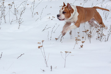 Cute american staffordshire terrier is running through a white snow. P