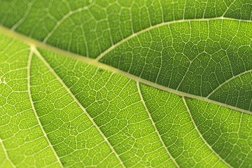 Mulberry leaves are detailed. Use as a design background.