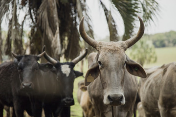 Cattle. 'Frei Rog&eacute;rio' city / Brazil
