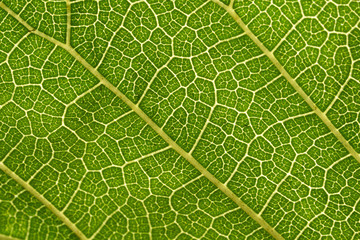Mulberry leaves are detailed. Use as a design background.
