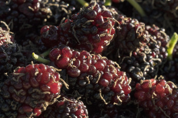 Closeup of mulberry saw detail. The fruit is rich in vitamin C.