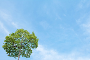 樹木　青空

