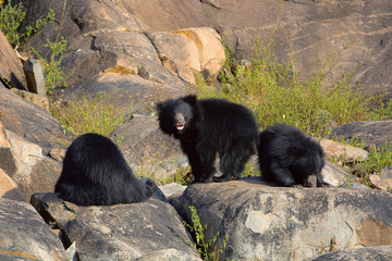 Sloth Bear, Melursus Ursinus. Daroji Bear Sanctuary, Ballari district, Karnataka