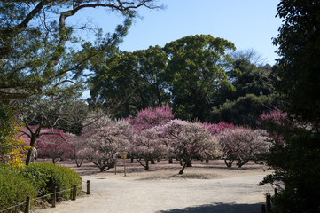 梅林　栗林公園(香川県)北梅林