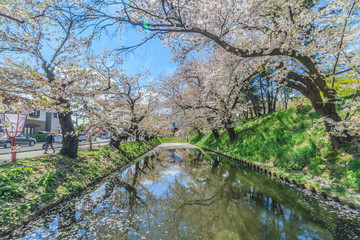 Fototapeta na wymiar 春の弘前城の風景