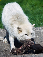 Arctic wolf (Canis lupus arctos)