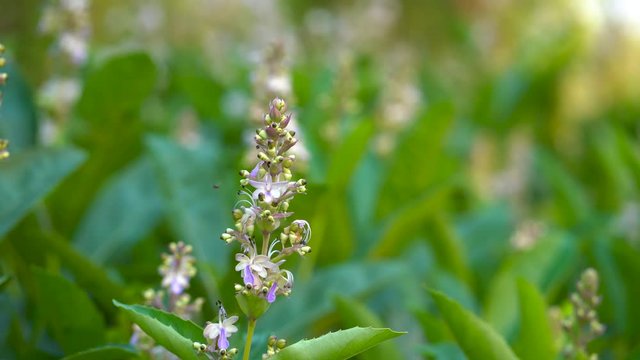 Clerodendrum serratum is an ingredient mixed in Thai herb medicine