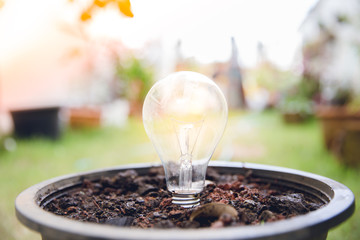Energy saving light bulb light bulb growing in soil concept.