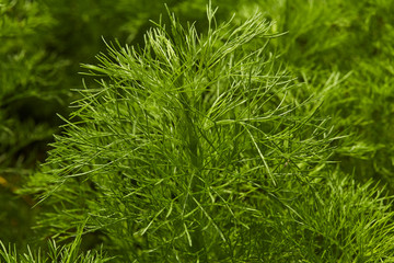 Dill. Herb leaf background