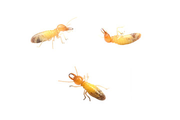Termite on white background.