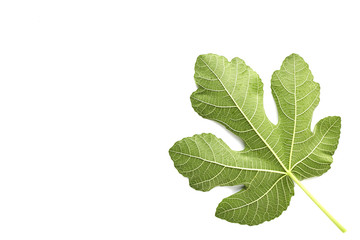 Naklejka na ściany i meble Fig leaf is on the white background