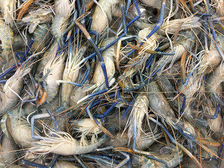 Fresh Shrimp or Prawn lay ice in local market or department store. top view