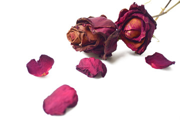 Dry petal of rose isolated on white background