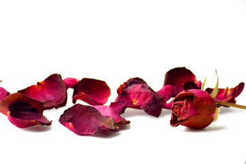 Dry petal of rose isolated on white background