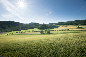 麦畑　富良野