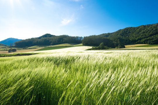 麦畑　富良野