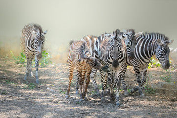 Zebra,