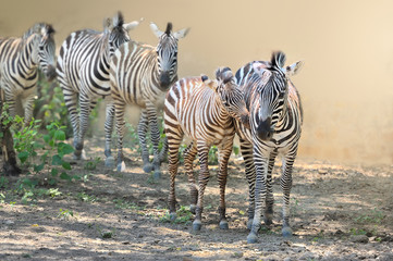 Fototapeta na wymiar Zebra,