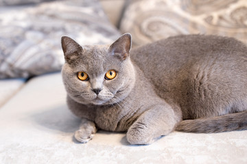 Fototapeta premium British cat looking around.