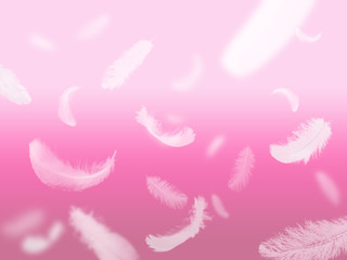 feathers on a  pink  background 