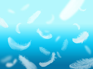 Fototapeta na wymiar feathers on a blue background