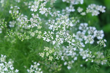 Small white flowers for the background.
